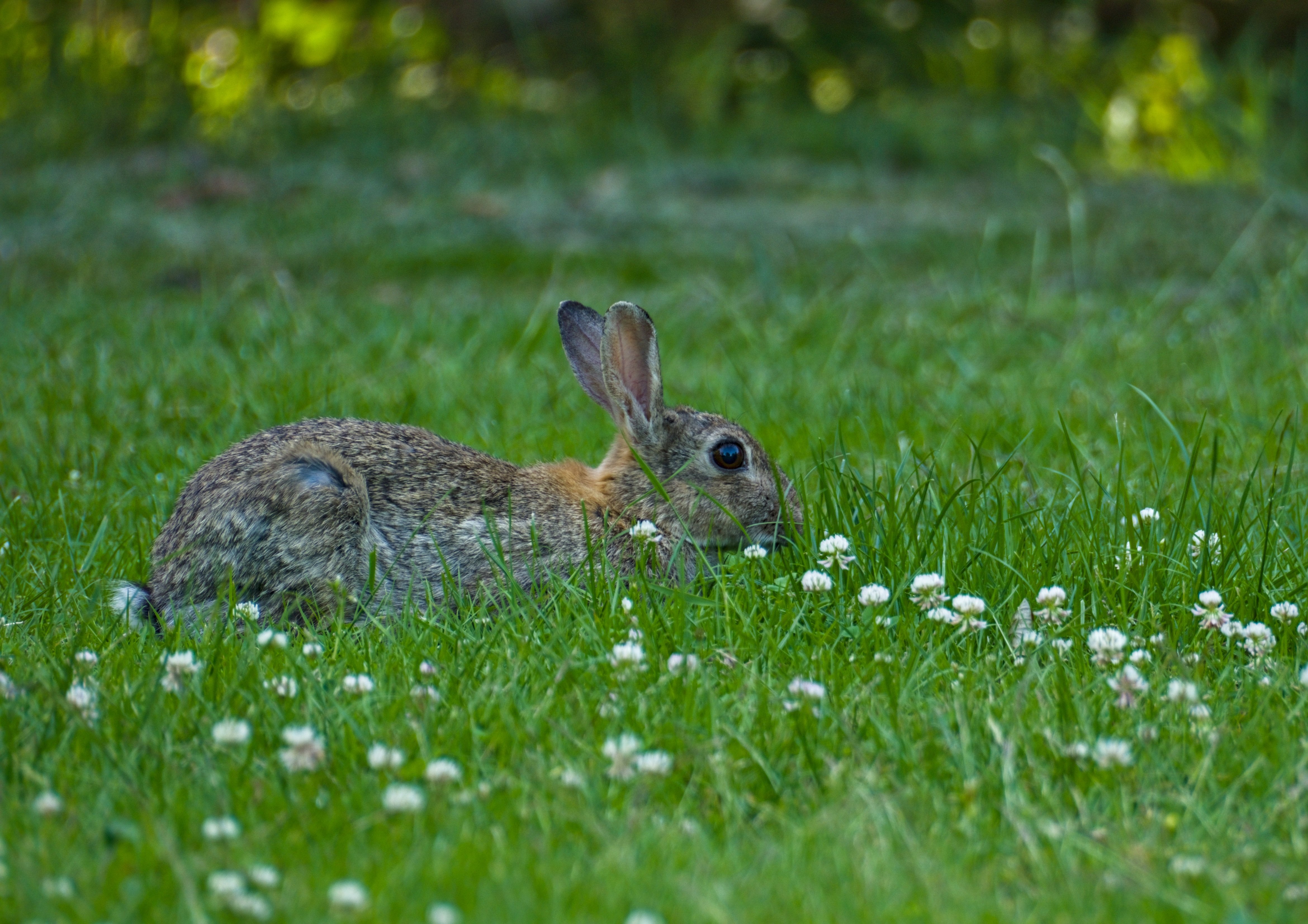 candid wildlife shot, a fluffy brown rabbit grazing in a sunlit lawn with clover flowers, soft natural light, gentle breeze, subtle movement of grass and rabbit's ears, cozy and peaceful, realistic, smooth motion