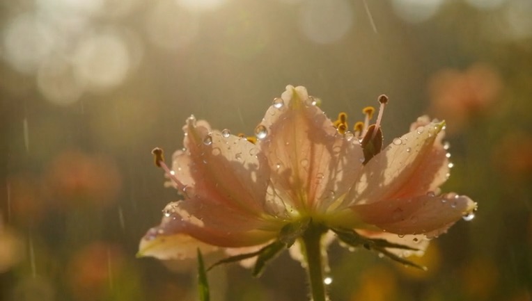 Extreme close-up of a blooming flower in slow motion, morning dew sliding down the petals, soft golden hour sunlight, blurry forest background, high-speed photography style